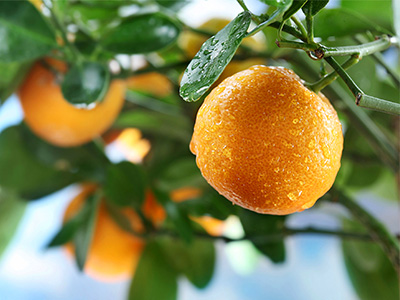 濃縮果汁是不是純果汁?新的小編為你科普