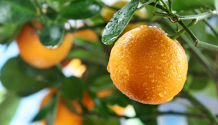 濃縮果汁是不是純果汁？新的小編為你科普